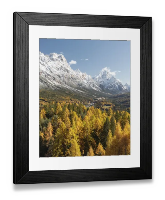 Framed Print : Autumnal larch forest Larix (decidua) in front of snow-covered mountains under a blue sky Framed Print : Autumnal larch forest Larix (decidua) in front of snow-covered mountains under a blue sky