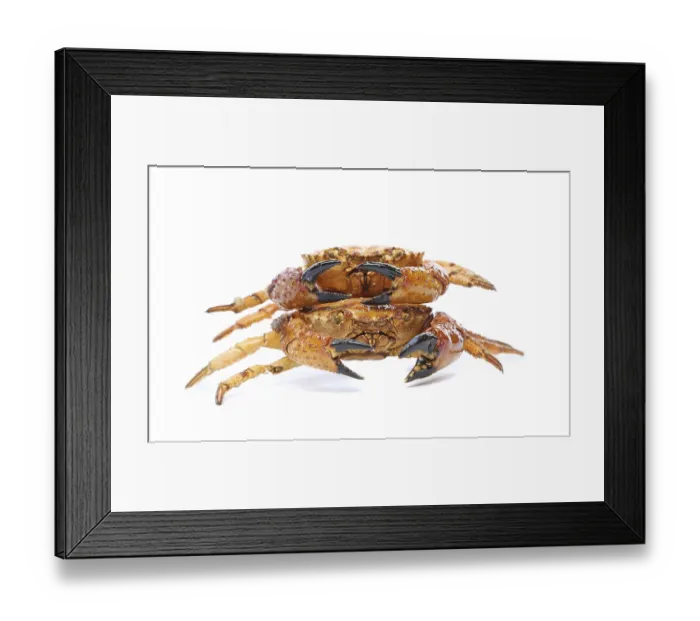 Framed Print : Two yellow boiled crab isolated on white background Framed Print : Two yellow boiled crab isolated on white background