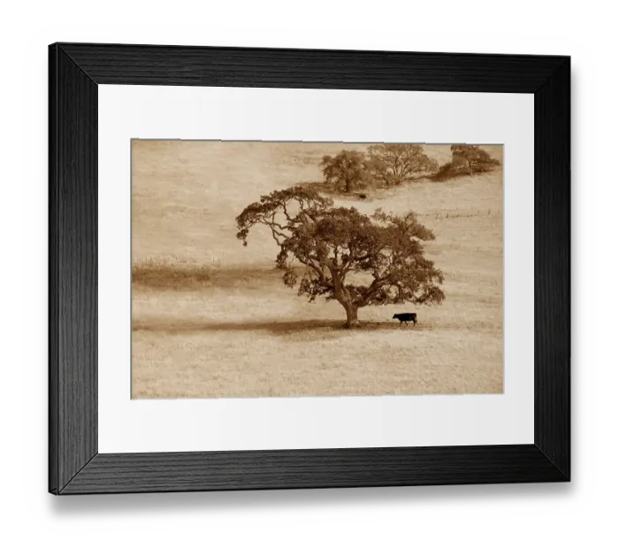 Framed Print : The cow under a lonely tree in fields of California