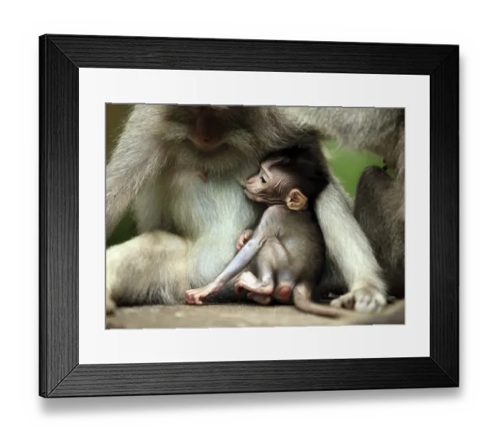 Framed Print : Family of monkeys. Monkeys forest on Bali