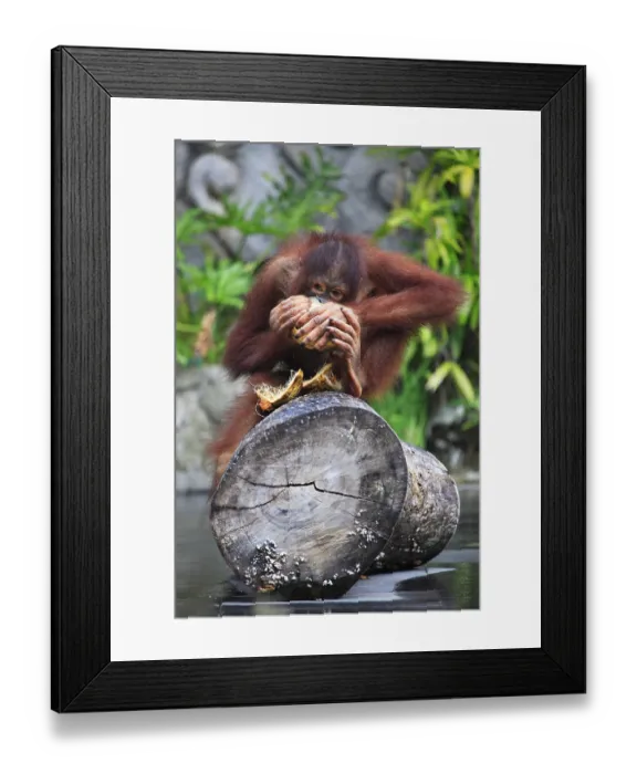 Framed Print : Young orangutan with a nut of a coco Framed Print : Young orangutan with a nut of a coco