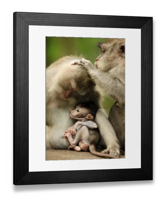 Framed Print : Family of monkeys. Monkeys forest on Bali