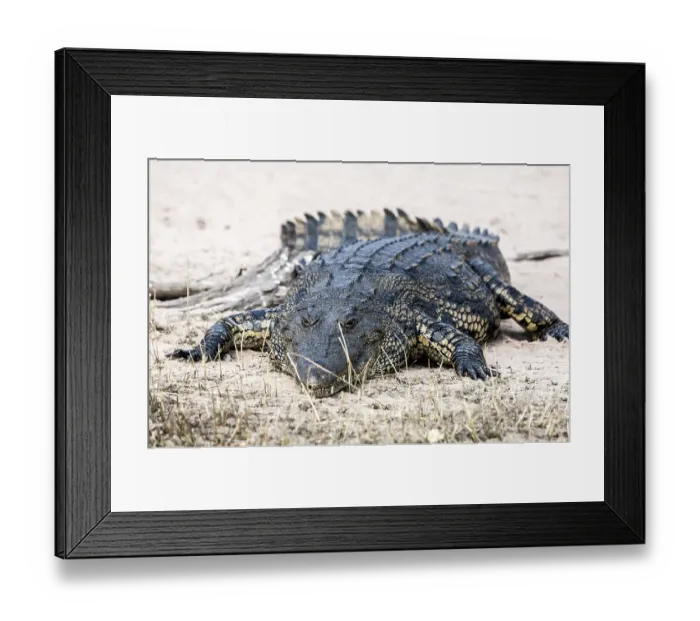 Framed Print : Crocodile lining in the bush, game reserve Botswana