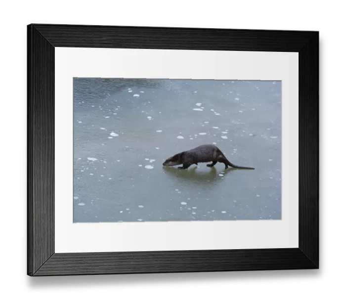 Framed Print : Otter walking across thin ice on a frozen lake Framed Print : Otter walking across thin ice on a frozen lake