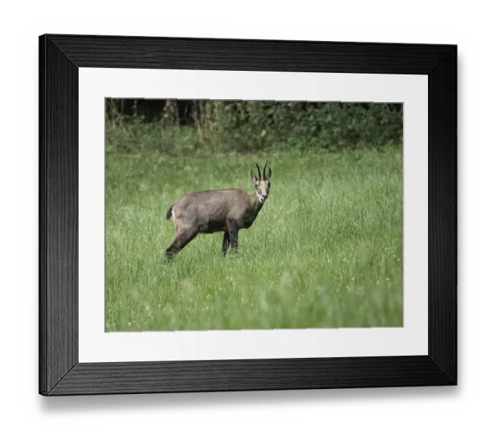 Framed Print : Alpine chamois standing in a green Swiss meadow at the forest edge Framed Print : Alpine chamois standing in a green Swiss meadow at the forest edge