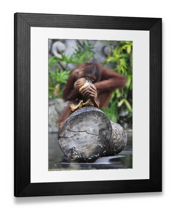 Framed Print : Young orangutan with a nut of a coco Framed Print : Young orangutan with a nut of a coco