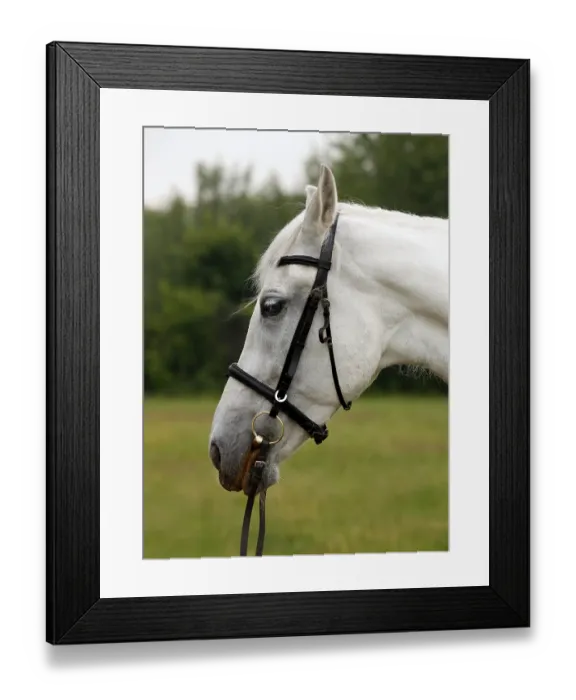 Framed Print : Portrait of a white horse in a field