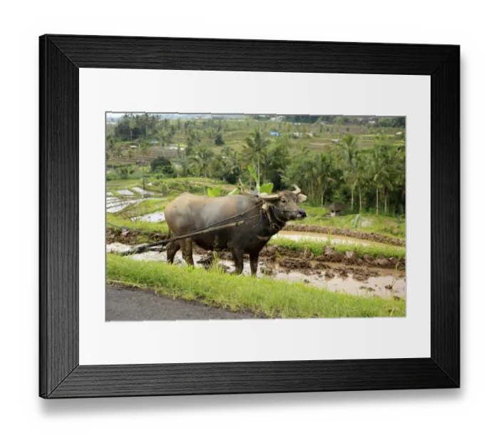 Framed Print : Working buffalo on a rice plantation