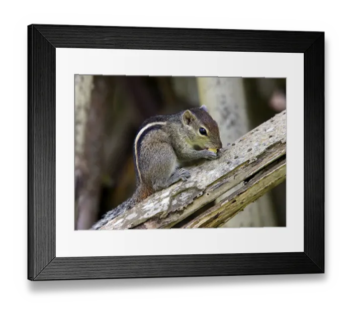 Framed Print : Squirrel eat fruit sitting on a tree. Sri lanka