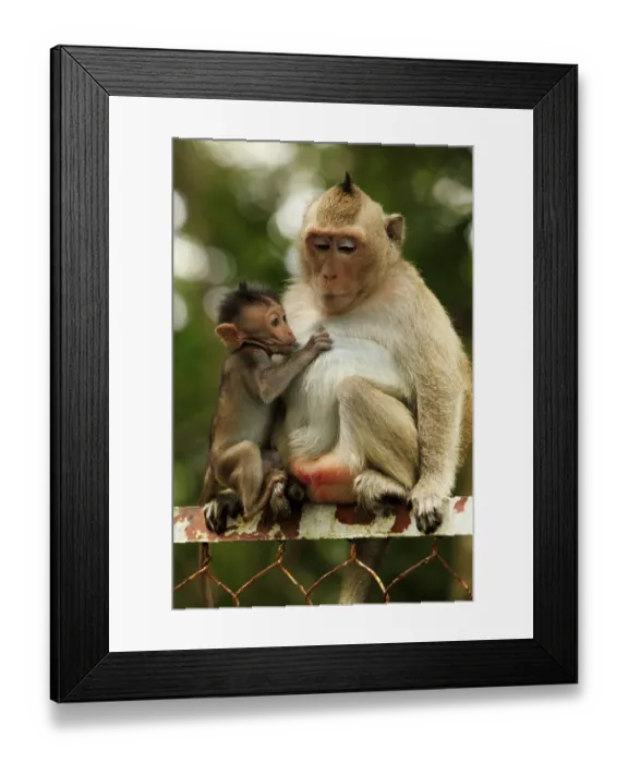 Framed Print : Family of monkeys. Cambodia Framed Print : Family of monkeys. Cambodia