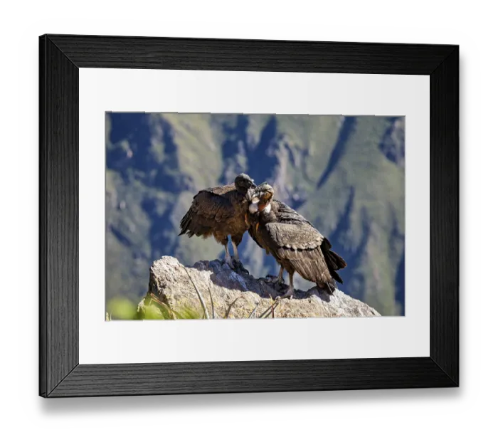Framed Print : Two condors standing close together on a rock in the middle of a mountain backdrop Framed Print : Two condors standing close together on a rock in the middle of a mountain backdrop