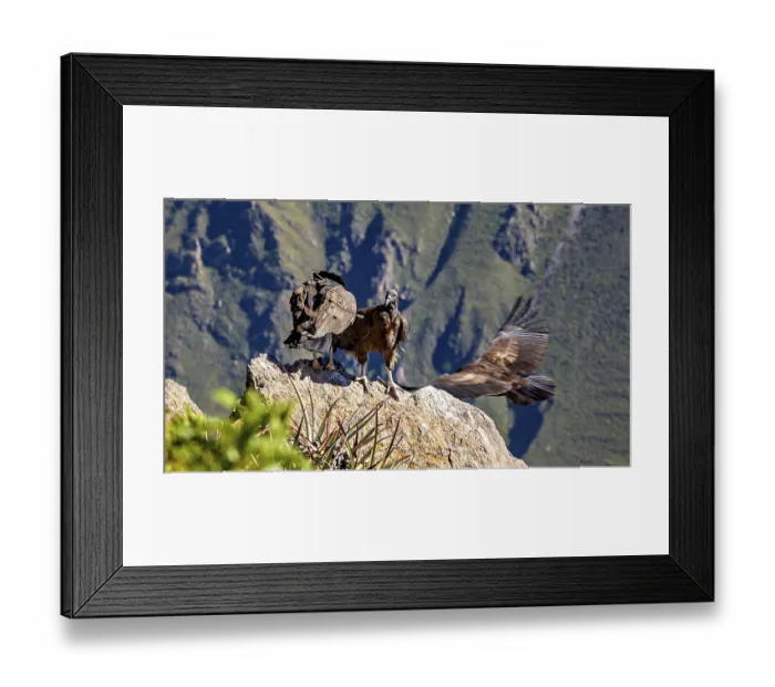 Framed Print : Two condors over rocks in a mountain landscape with outstretched wings