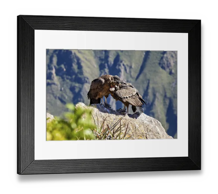 Framed Print : A pair of condors cuddling closely on a rock Framed Print : A pair of condors cuddling closely on a rock