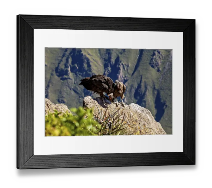 Framed Print : Condors on rocks in a mountainous environment with green plants in the foreground Framed Print : Condors on rocks in a mountainous environment with green plants in the foreground