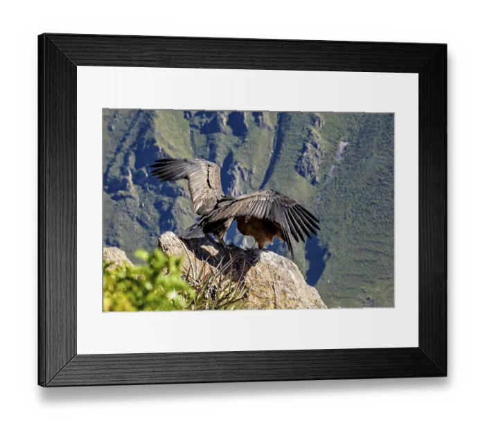 Framed Print : Condors with outspread wings on a rock in front of a mountain background