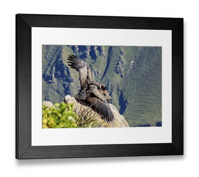 Framed Print : Close-up of condors with wings on rocks against a green background Framed Print : Close-up of condors with wings on rocks against a green background