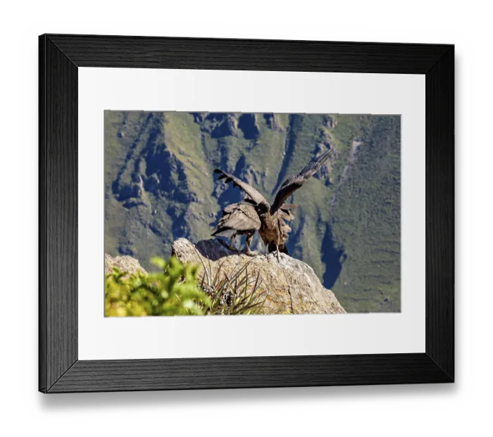 Framed Print : Condors on rocks during wing lifting in front of a mountain backdrop Framed Print : Condors on rocks during wing lifting in front of a mountain backdrop