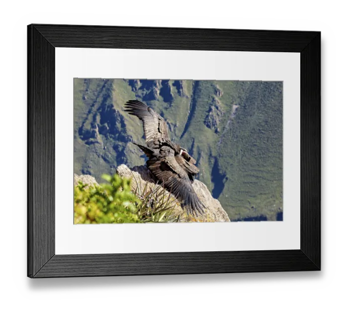 Framed Print : Two condors on rocks with wings moving in front of the mountain landscape Framed Print : Two condors on rocks with wings moving in front of the mountain landscape