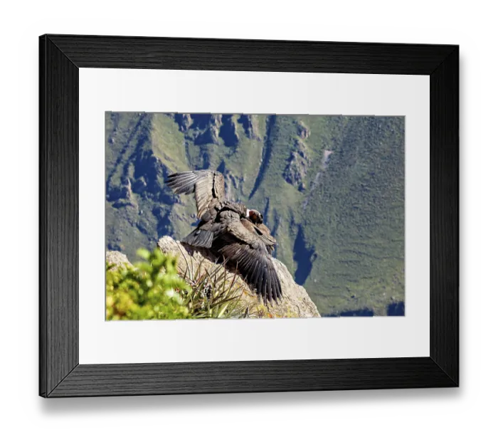 Framed Print : Two condors on rocks with folded wings in front of a mountain backdrop