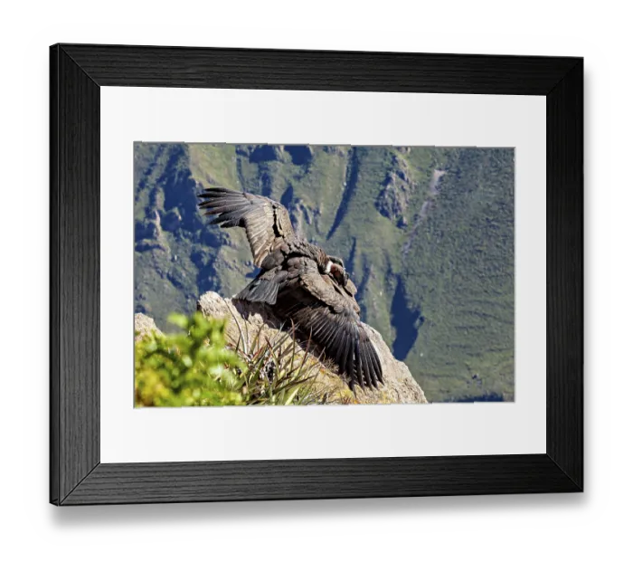 Framed Print : Condors with outstretched wings on a rock in front of a green mountain landscape