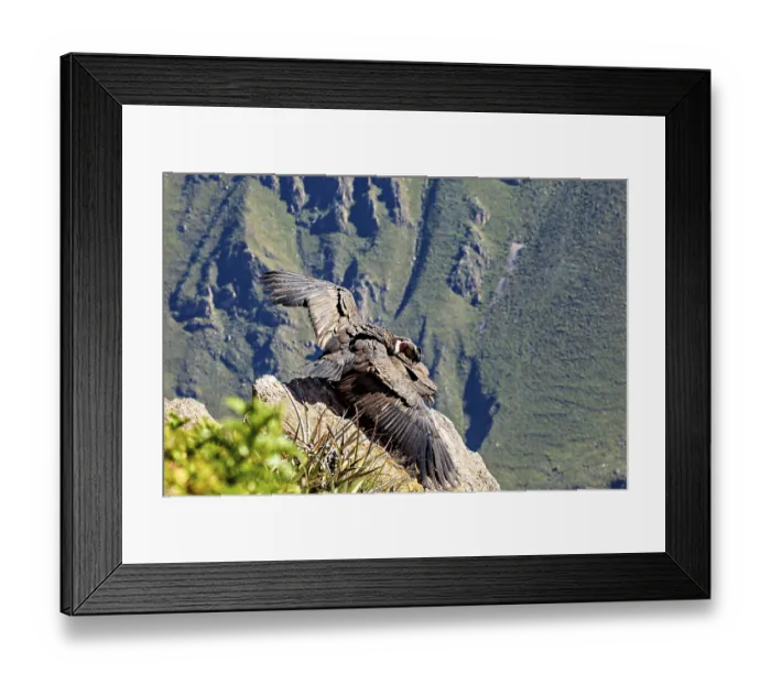 Framed Print : Condors on rocks with outstretched wings in front of green mountains