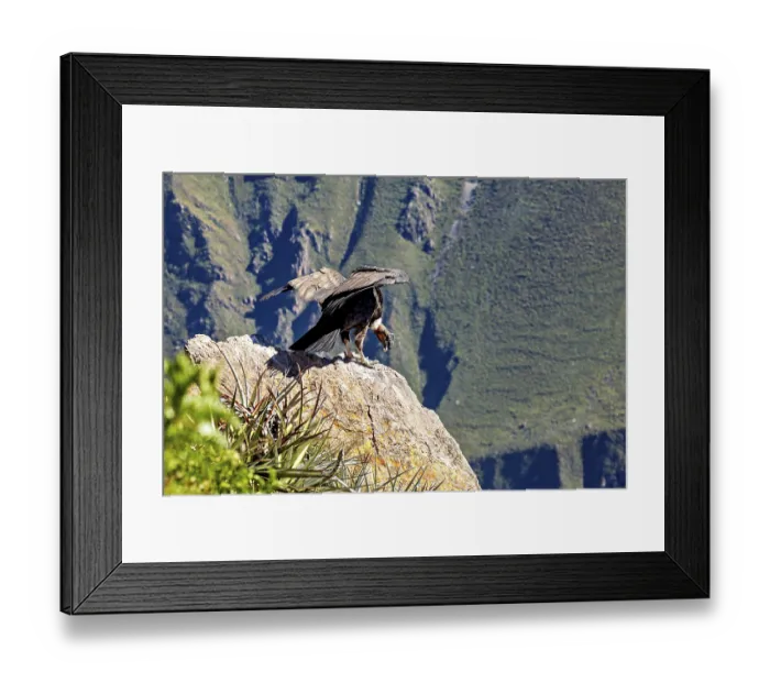 Framed Print : A condor spreads its wings on a rock in a green mountain landscape