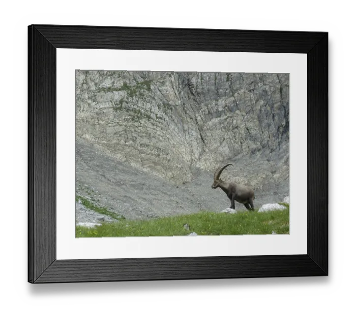 Framed Print : An ibex (Capricornus) stands on a mountain meadow in front of a rock face Framed Print : An ibex (Capricornus) stands on a mountain meadow in front of a rock face