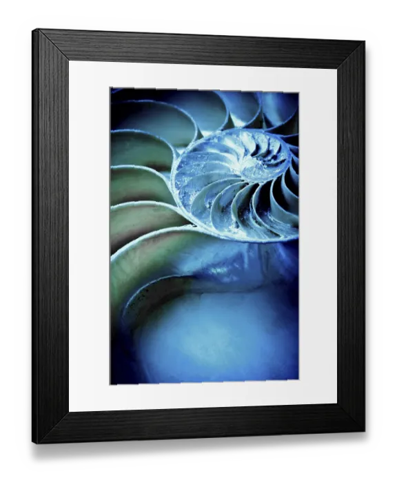 Framed Print : Close-up of a nautilus shell displaying spiral pattern in blue and green hues with a textured abstract feel Framed Print : Close-up of a nautilus shell displaying spiral pattern in blue and green hues with a textured abstract feel