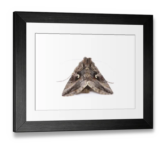 Framed Print : Close-up moth isolated on a white background
