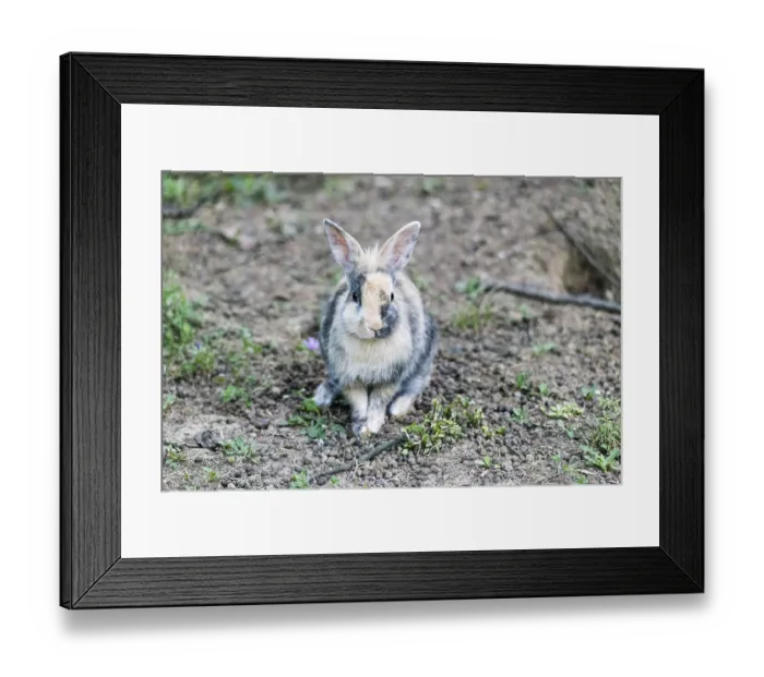 Framed Print : Black and white bunny sitting in dull ground