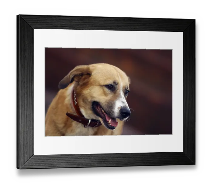 Framed Print : Illustration for magazine about animals