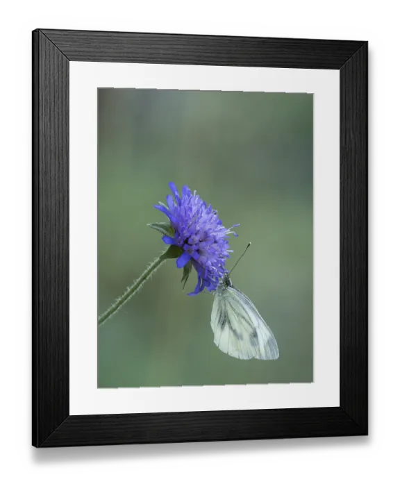 Framed Print : White Butterfly on Purple Wildflower - Macro Close-Up with Soft Green Bokeh