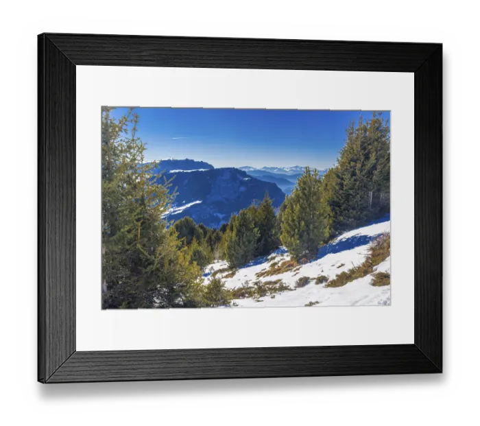 Framed Print : Coniferous forests at high altitude on the snowy mountains