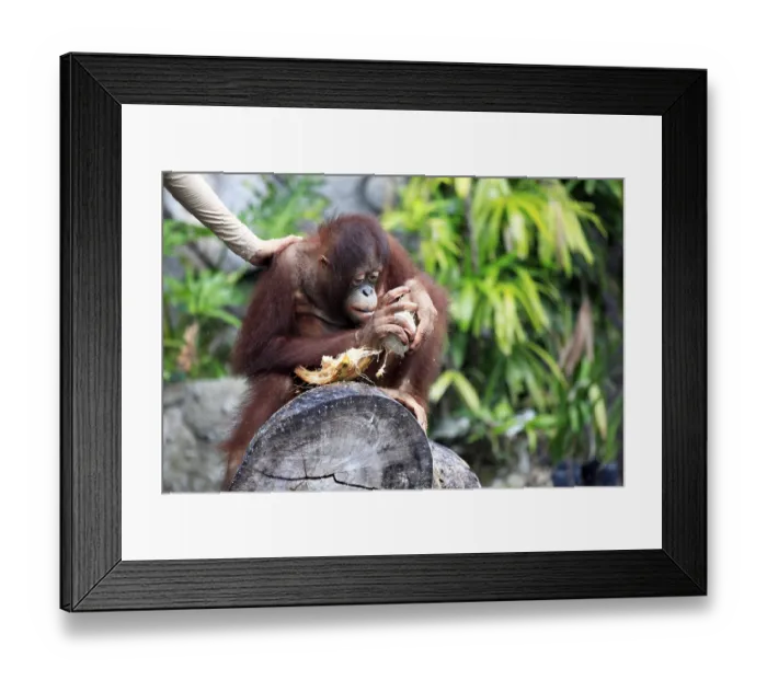 Framed Print : Young orangutan with a nut of a coco