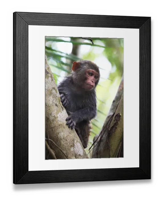 Framed Print : Portrait of the sad monkey. Park of monkeys in China Framed Print : Portrait of the sad monkey. Park of monkeys in China