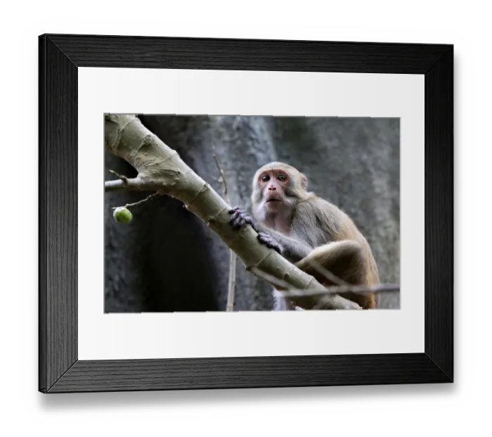 Framed Print : Portrait of the sad monkey. Park of monkeys in China