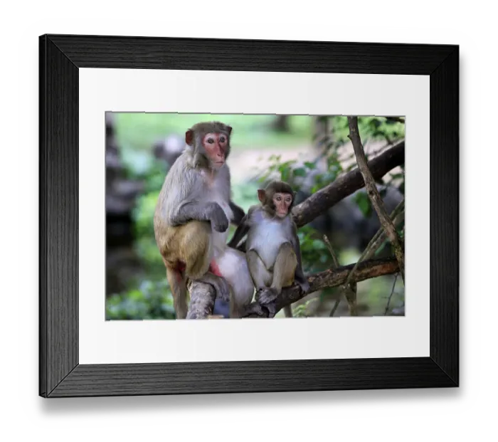 Framed Print : Family of monkeys. Island Hainan, China Framed Print : Family of monkeys. Island Hainan, China