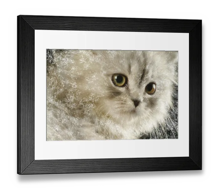 Framed Print : Image of a kitten close-up