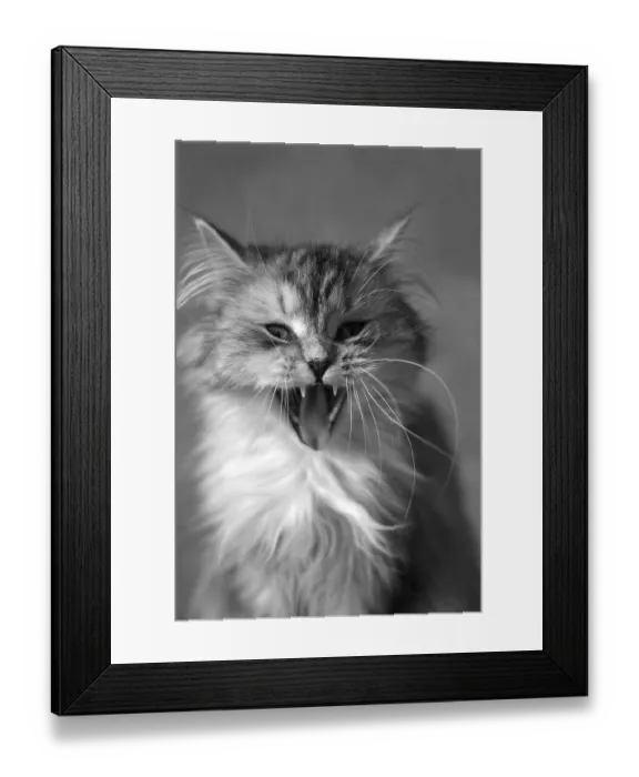 Framed Print : Illustration for magazine about animals