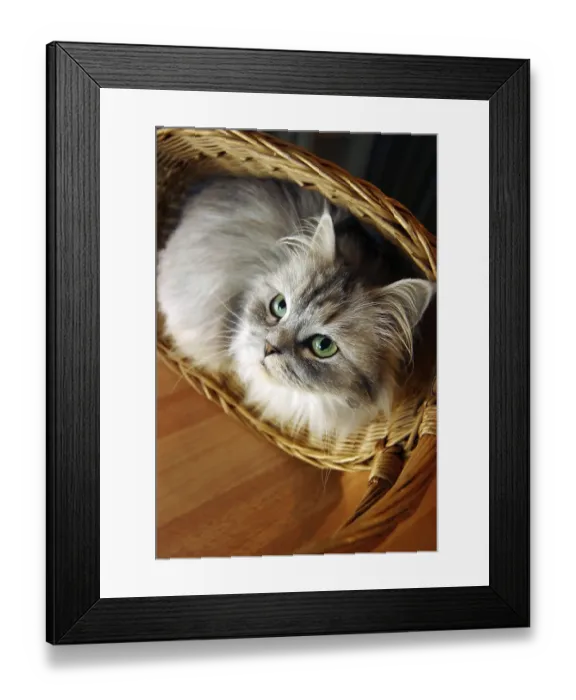 Framed Print : Cat in a basket. Illustration for magazine about animals Framed Print : Cat in a basket. Illustration for magazine about animals