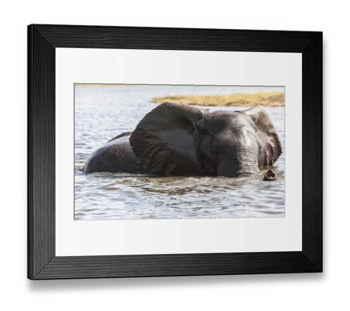 Framed Print : Elephant in river zambesi, game reserve Botswana Framed Print : Elephant in river zambesi, game reserve Botswana