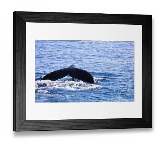Framed Print : Whale in Cape Cod, Massachussetts, United States