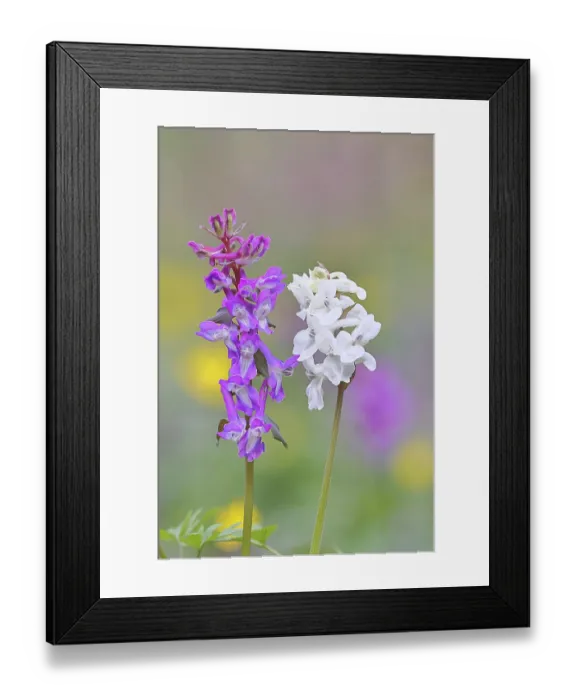 Framed Print : Hollow larkspur (Corydalis cava) Framed Print : Hollow larkspur (Corydalis cava)