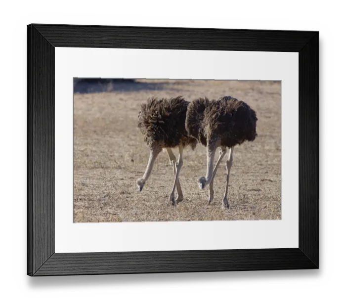 Framed Print : South African ostriches (Struthio camelus australis) Framed Print : South African ostriches (Struthio camelus australis)