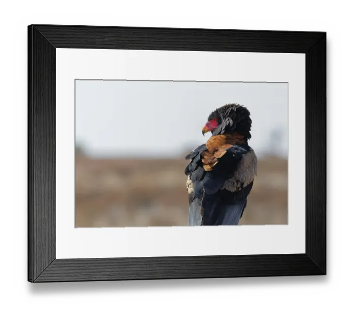 Framed Print : Bateleur eagle (Terathopius ecaudatus)