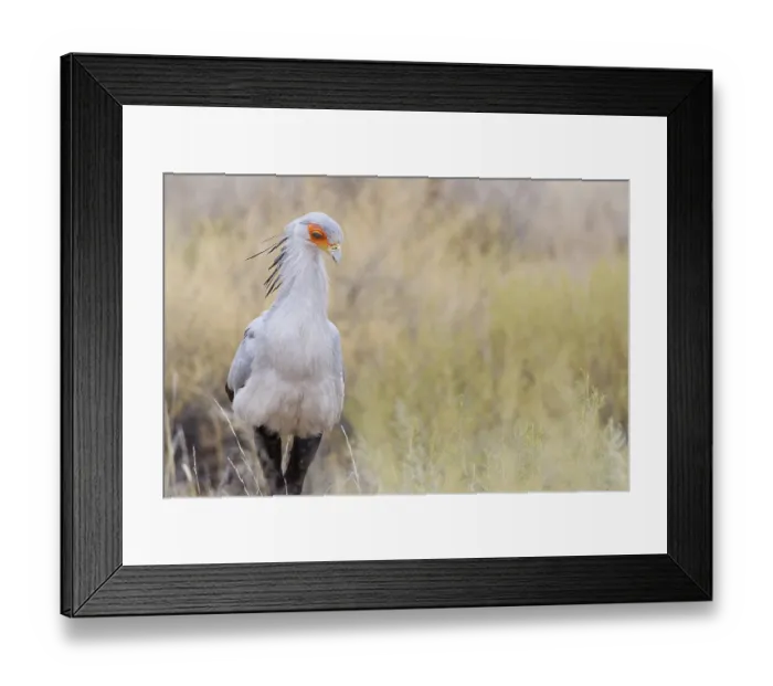 Framed Print : Secretary bird (Sagittarius serpentarius)