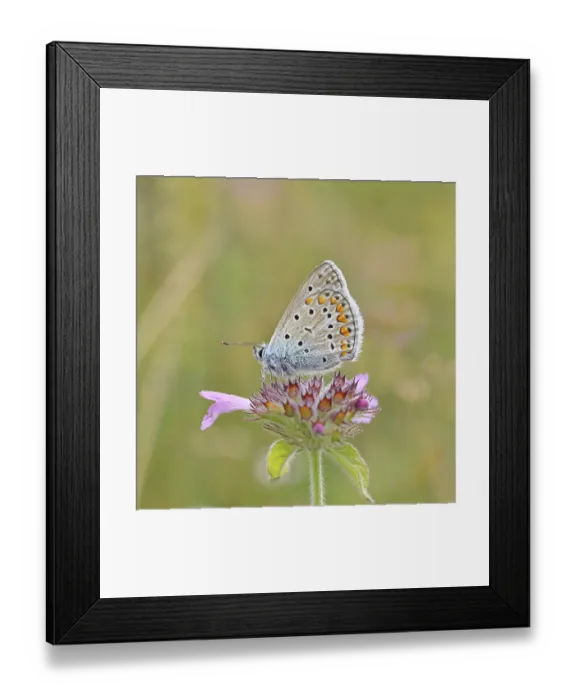 Framed Print : Blue butterfly (Polyommatus icarus) Framed Print : Blue butterfly (Polyommatus icarus)