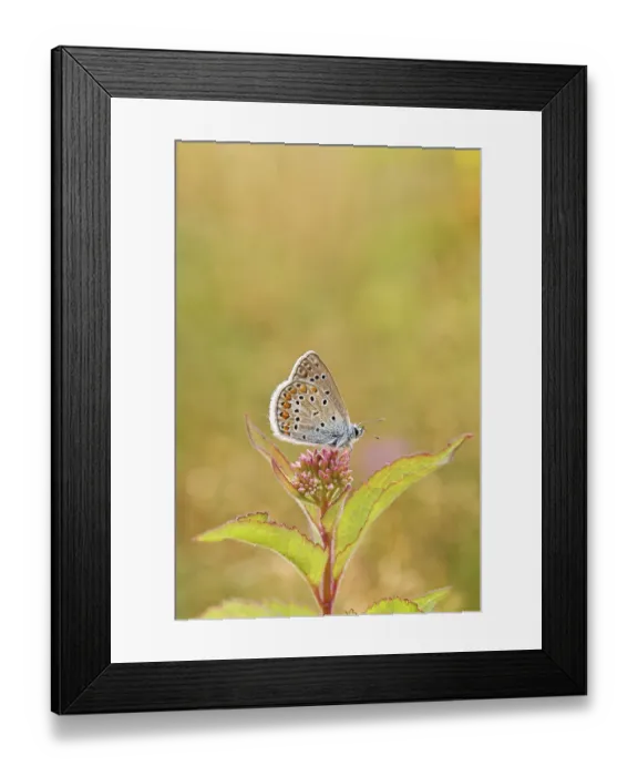 Framed Print : Blue butterfly (Polyommatus icarus) Framed Print : Blue butterfly (Polyommatus icarus)