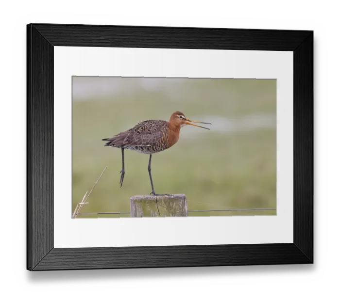 Framed Print : Black-tailed godwit (limosa limosa) Framed Print : Black-tailed godwit (limosa limosa)
