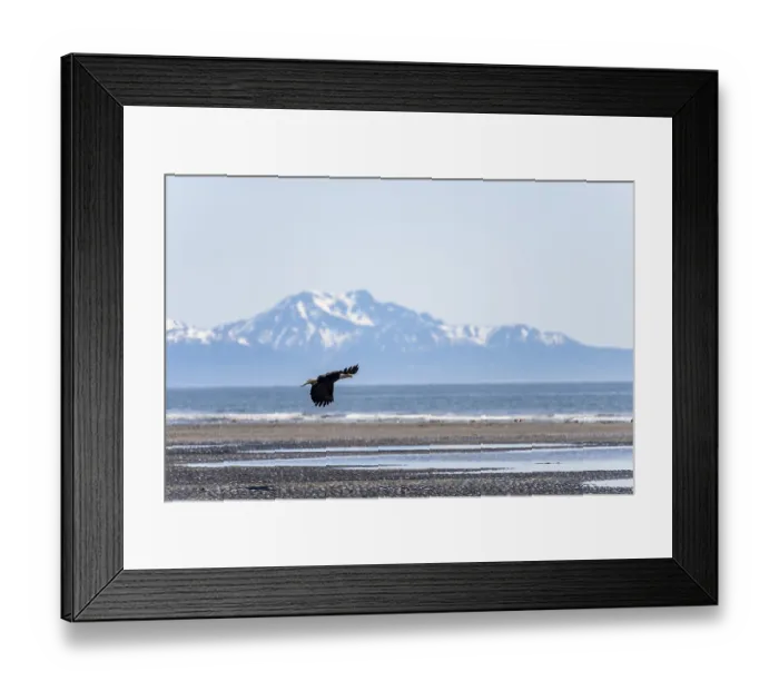 Framed Print : Bald eagle (Haliaeetus leucocephalus) in flight on the beach of Anchor Point at Cook Inlet Framed Print : Bald eagle (Haliaeetus leucocephalus) in flight on the beach of Anchor Point at Cook Inlet